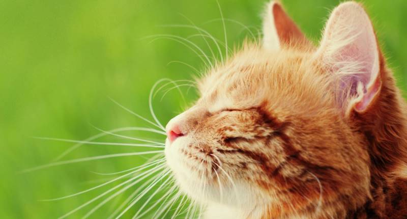 Cat Vet in Carlisle, Cumbria