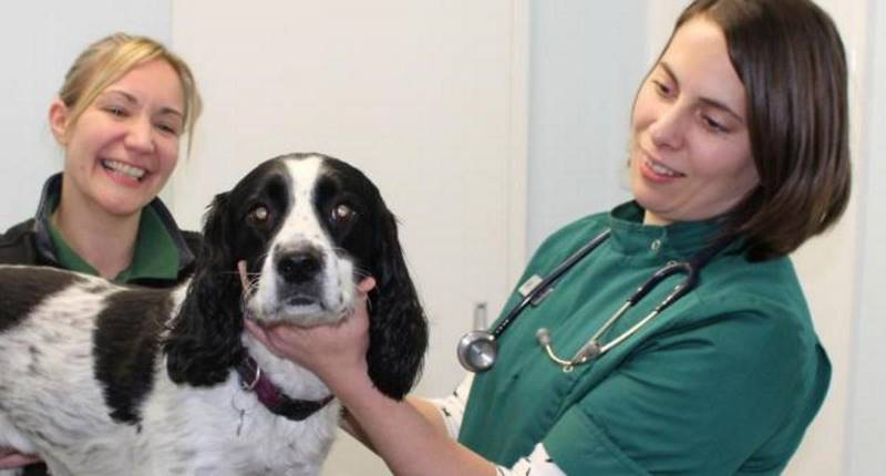 Puppy Vet in Carlisle, Cumbria