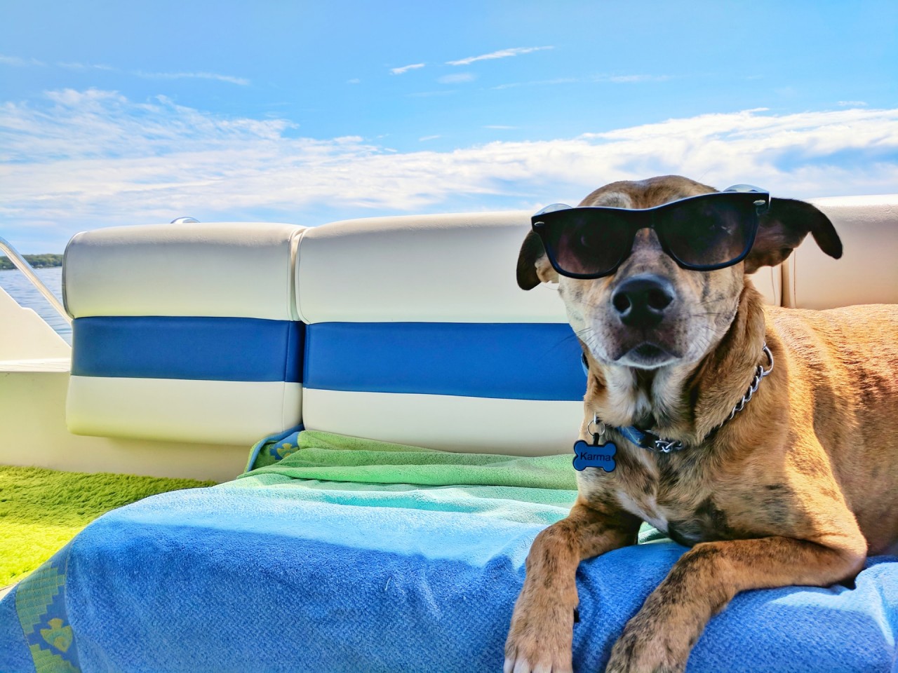 pet-travel